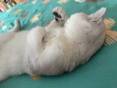 -伟伟宠物医院·瑞派猫友好医院·猫科(光谷店)