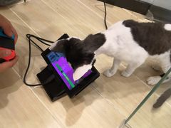 -momokira米努特·德文卷毛猫·棉花面纱犬