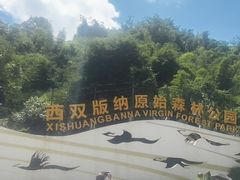 -西双版纳原始森林公园