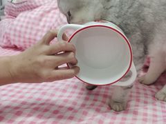 -瑞派康怡24h宠物医院·犬猫医疗中心·微创绝育(瑞景分院)