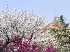 -西安青龙寺遗址景区