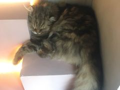 -猫儿山۰猫主题餐厅