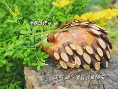 -上海滨江森林公园