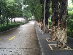 -中山大学学者灵芝(园南路店)