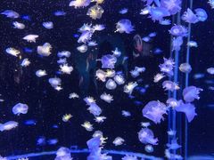 -太平洋海底世界