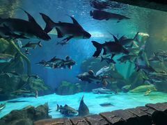 -多彩贵州城极地海洋世界