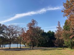 -上海共青森林公园