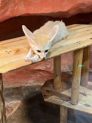 -Zoolung Zoolung动物主题公园(海信广场店)