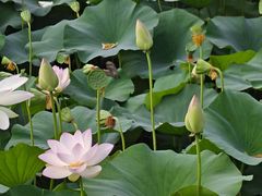 -莲花池公园