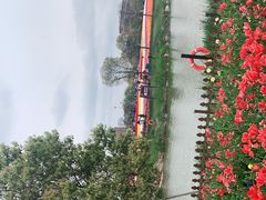 -荷兰花海