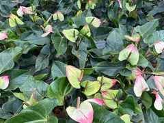 -金马仑薰衣草花园(Cameron Lavender)