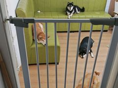 -是阿柴呀！柴犬咖啡·爱喵喵猫咖