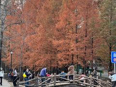 -白水寺森林公园