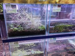 -上海大自然野生昆虫馆(东方明珠·爬宠昆虫探索中心)