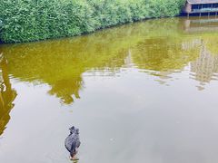 -成都南湖公园