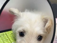 -瑞鹏瑞爱宠物医院·全科·猫科·血液透析中心(龙头寺店)