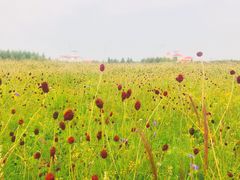 -乌兰布统草原