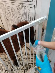 -神奇动物撸宠馆·羊驼·小浣熊·异宠(豫园店)
