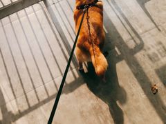 -PETKIT小佩宠物(古北店)