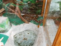 -上海大自然野生昆虫馆(东方明珠·爬宠昆虫探索中心)