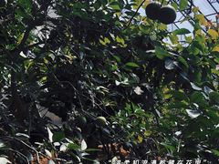 -石家庄市植物园