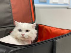 -纳吉亚猫专科动物诊疗中心(蒋宅口分院)