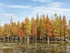 -白鹭湾湿地公园