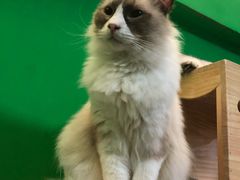 -李小姐の猫咖啡馆(五角场店)