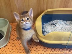 -欣宠猫屋·矮脚拿破仑·蓝金金渐层