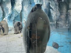 -帝企鹅自助餐厅•儿童岛•真企鹅(长隆企鹅酒店)