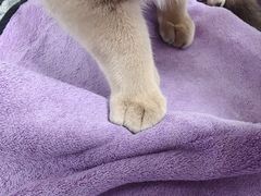 -达爱动物医院·犬猫分区·CT·复杂眼科(远洋山水分院)