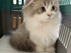 -四月宠物医院·猫专科·心脏专科·内科(转塘店)