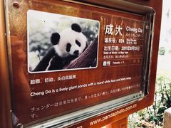 -成都大熊猫繁育研究基地