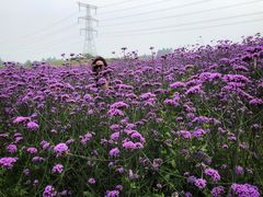 -紫颐香薰山谷景区