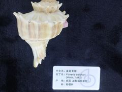 -贝壳王国博物馆