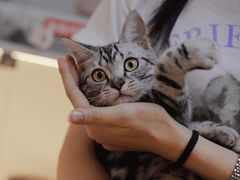 -lincat·猫舍(广州店)