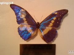 -上海昆虫博物馆