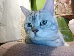 -猫猫幼稚园·撸猫·桌游·电玩