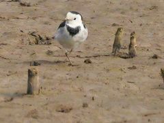 -盘龙城国家考古遗址公园