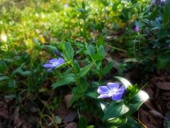 -金鸡湖游船(月光码头)