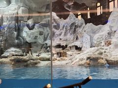 -帝企鹅自助餐厅•儿童岛•真企鹅(长隆企鹅酒店)