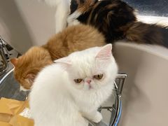 -More Fun猫咖 二十只万元加菲主题