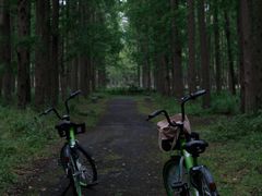 -上海共青森林公园