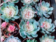 -秦美花卉(天朗·莱茵小城2期店)