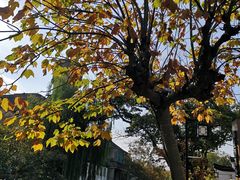-黎里古镇