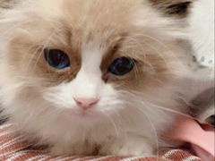 -瑞派·关忠动物医院·猫专科·犬专科(三环新城店)