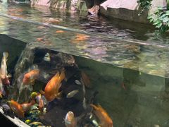 -迪拜水族馆及水下动物园