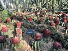 -深圳仙湖植物园