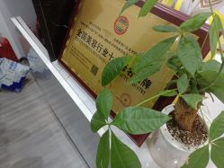 -凡碧诗毛孔收细