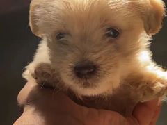 -甜心贝拉(西平路店)